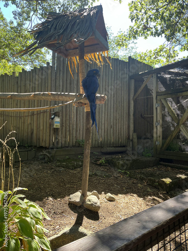  Portrait of a Hyacinth Macaw at a zoo in Connecticut.