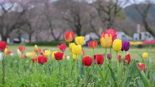 チューリップと桜