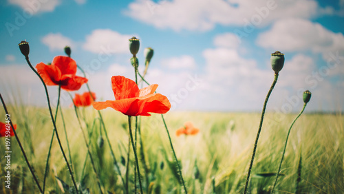 Canvas Print Red poppy flowers and green buds in field under blue sky