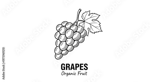 Delicious Organic Grapes - A Healthy and Natural Fruit Choice