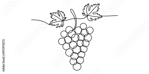 A minimalist single line drawing of a cluster of grapes hanging from a vine with two small leaves Vector, illustration