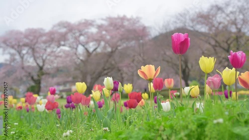 チューリップと桜