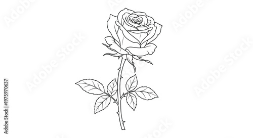 Elegant black and white line art drawing of a single rose with a long thorny stem and delicate leaves on a white background.