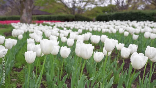 チューリップ畑