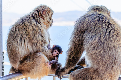 Bild auf Leinwand Two monkeys and their baby sit on a railing by the sea in the midday sun