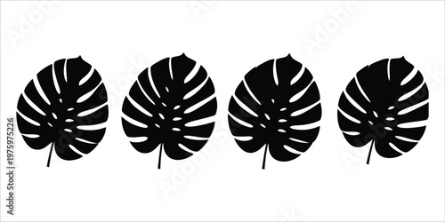 Title monstera deliciosa leaves a black and white botanical illustration description four striking monstera leaves are presented in a minimalist black and