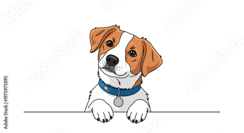 Cute brown and white dog with blue collar and silver tag peeking over white horizontal edge while looking directly at camera.
