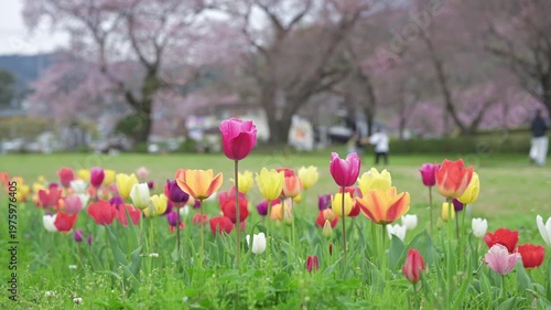 チューリップと桜