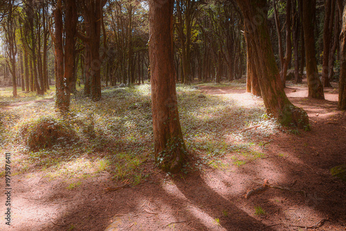 Sunlight through forest trees with shadows on ground