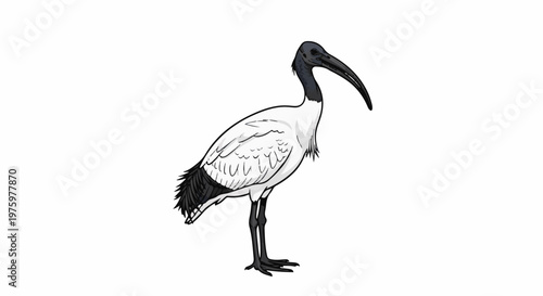 Illustration of a stylized white ibis with a black head and legs