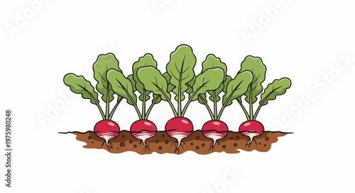 Five red radishes with green leaves growing from brown soil