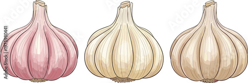 Garlic Bulb Set with Different Varieties for Cooking, Food Ingredients, and Organic Vegetable Vector Illustration Designs