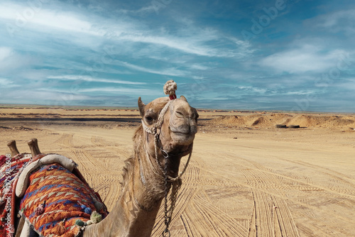 Camel riding through desert landscape under blue sky