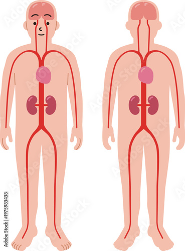 血管と心臓、腎臓、脳のイラスト