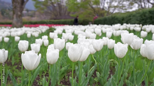 チューリップ畑