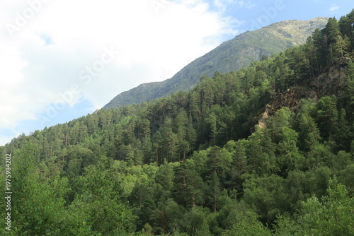 A pine forest on the slopes of the Caucasus Mountains near Mount Elbrus on a sunny summer day