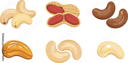Cashew Nut Collection with Raw, Roasted, and Peanut Variations for Snack, Food, and Organic Ingredient Vector Illustration