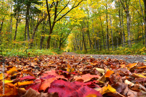 A country road in the autumn, Sainte-Apolline, Québec, Canada