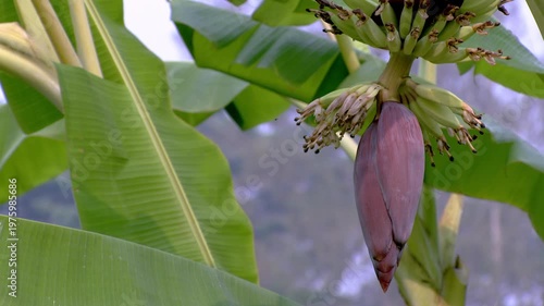 Banana Blossom and Small Young Bananas Hanging on Tree in Tropical Garden, Purple Banana Flower Heart with Green Leaves Background, Organic Agriculture and Exotic Flora in Nature