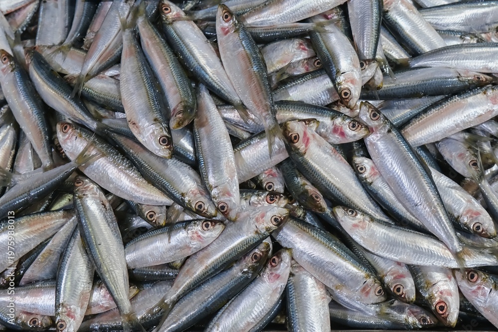 Obraz premium Fresh sardines close up at fish market, raw seafood background with small silver fish, natural texture and detailed scales, marine food concept, fresh catch, healthy protein source, ocean fish pattern
