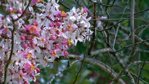 Beautiful Pink and White Cassia Bakeriana Flowers Blooming on Tree, Tropical Wishing Tree Blossom Against Natural Green Background, Sakura of Thailand in Spring Season, Floral Background