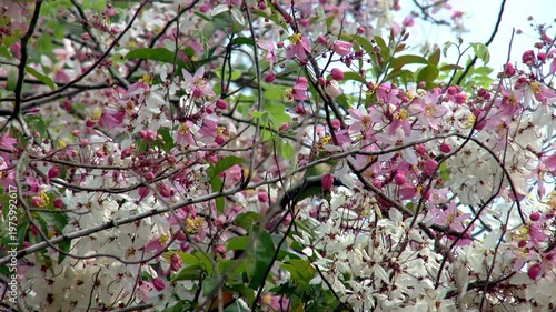 Soft Pink Floral Background with Blooming Flowers on Tree, Romantic Spring Season Atmosphere, Tender Petals of Tropical Cherry Blossom, Bright and Airy Nature Scenery