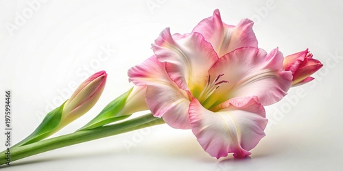 A Delicate Pink Gladiolus Blossom with Two Buds on a Stem, Elegantly Arranged Against a Neutral Background