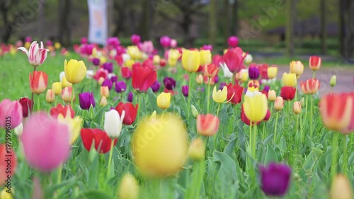 カラフルなチューリップ