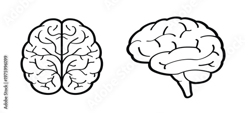 Anatomical human brain. Human brain silhouette icon. Human brain anatomy. Head view. World brain tumor day concept. simple line drawing or line pattern. Brains silhouette.