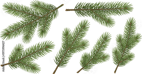 Set of evergreen pine branches with needles realistic vector collection of fir tree twigs for winter holiday decoration and nature design