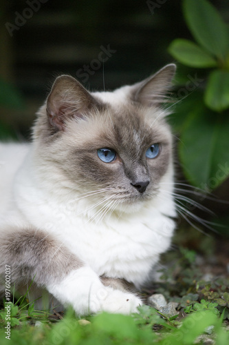 Ragdoll Katze liegt im Garten