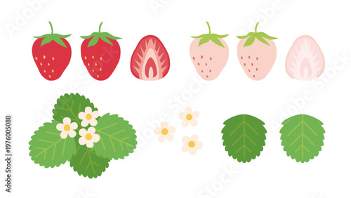 シンプルでかわいいイチゴの装飾イラストセット　白いちご　花と葉っぱ　苺の断面図　スライス