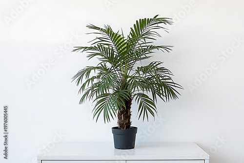 Stylish Black Pot Palm Plant, Minimal Tropical Indoor Decor on White Background