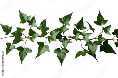 Ivy plant branch with green leaves on a transparent background, growing and trailing outdoors creating a natural accent