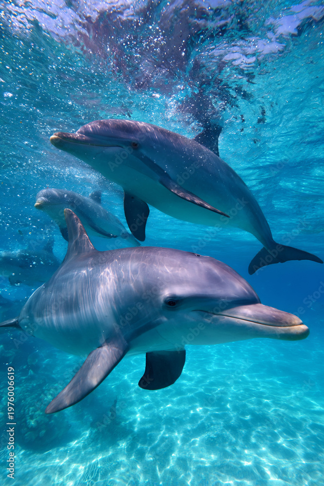 Obraz premium playful dolphins jumping in bright blue ocean, pod of dolphins swimming in sunlit sea, dolphins in clear tropical waters under bright sky