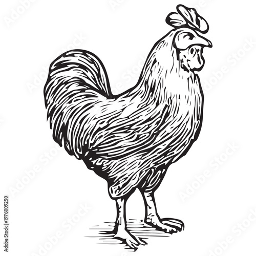 Rooster Chicken Icon Farm Poultry Animal Livestock Agriculture Illustration