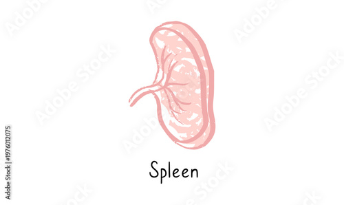 Human spleen icon
