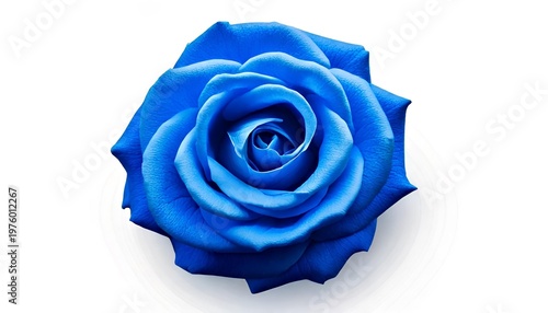 Enchanting Blue Rose: A captivating single blue rose, its delicate petals unfurling in a mesmerizing display of beauty. Embodying elegance and grace, it exudes a sense of tranquility and romance.
