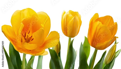 Golden Blooms: Vibrant yellow tulips burst forth in a vivid display of spring's arrival, with their velvety petals and fresh green stems, creating a charming display of floral beauty.