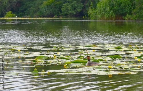 Great crested grebe on a lake with yellow water lilies