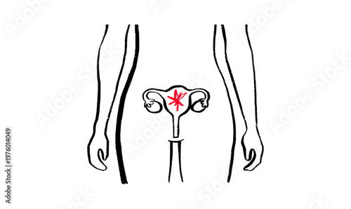 Female reproductive system