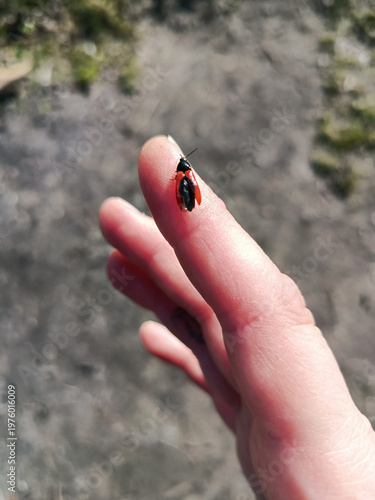 A small red and black beetle sits on the index finger. Selective focus. Nature.