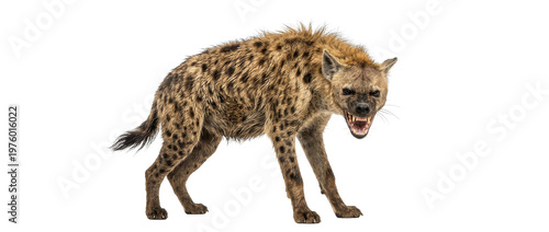 Hyena snarling on white background with wildlife