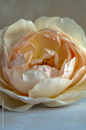 A single, large white flower sits atop a table, perfect for using as a decorative element or in a still life composition. vertical frame