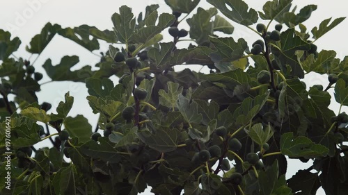 Leaves of the fig tree fill the view with clusters of unripe figs growing under sunlight in a garden during the afternoon.