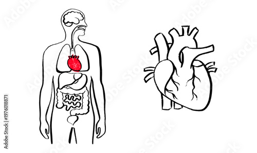 Human heart sketch