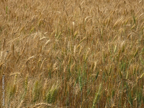 Golden Wheat Field - Harvest Time