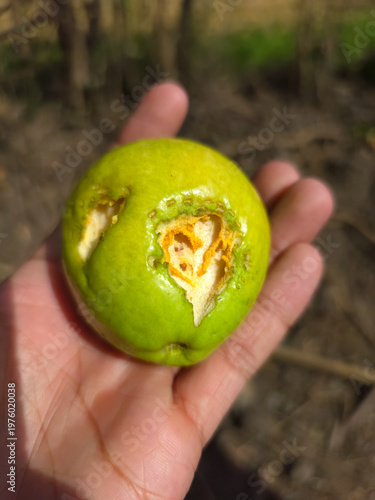 Damaged Green guava Fruit, Close-up, Natural Decay