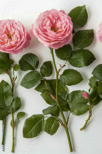 A bouquet of pink roses arranged on a clean white surface, perfect for decoration or photography. vertical frame