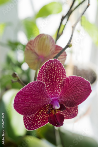 Kimono Red Phalaenopsis flowers close-up on on the windowsil